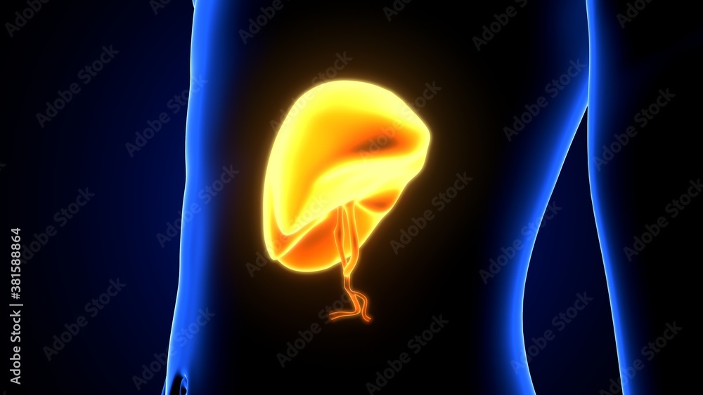 3d illustration of human body liver anatomy 3d illustration of human body liver anatomy