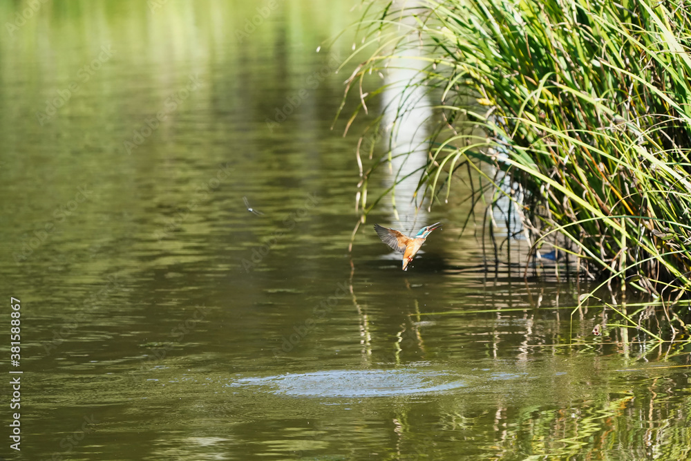 common kingfisher in flight common kingfisher in flight