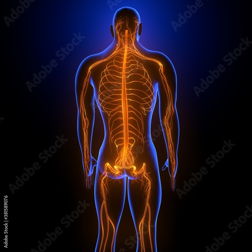 3d render of human body nerves system anatomy