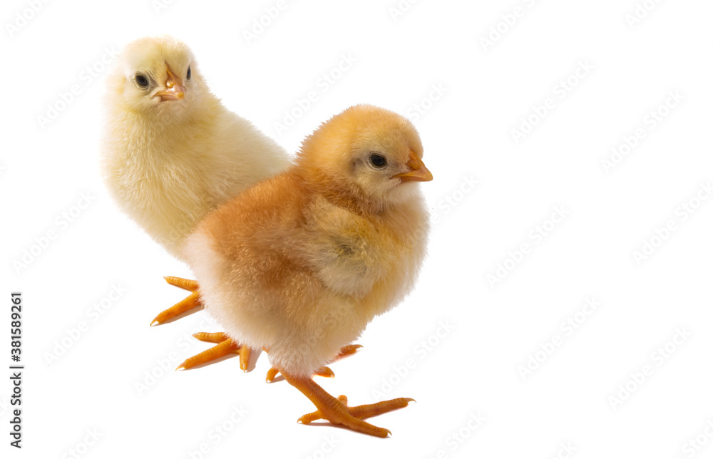 Fototapeta premium little chicken isolated