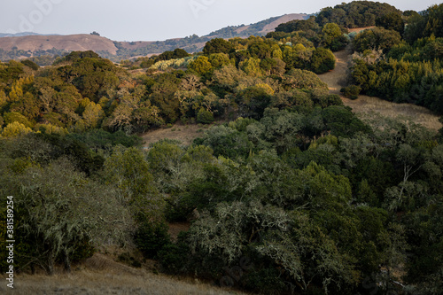 landscape with trees