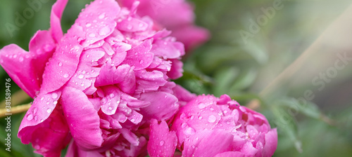 Flower background. Pink peonies in the garden with water drops. Horizontal banner