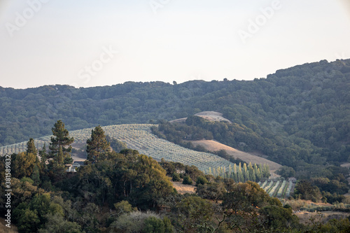 Vineyard landscape in mountains