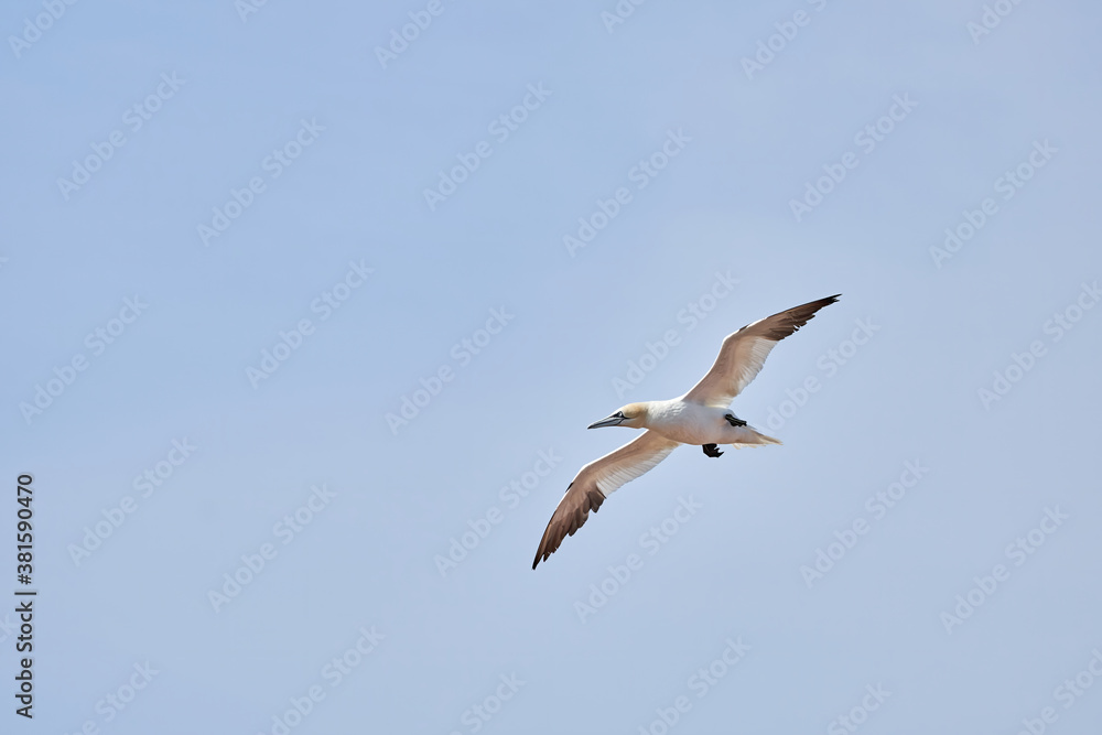 A single white and yellow gannets flies through the blue sky. The Northern Gannet has a wide wing span, a long neck and beak