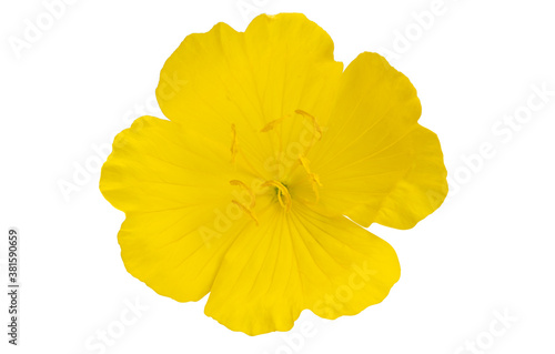 evening primrose flower isolated