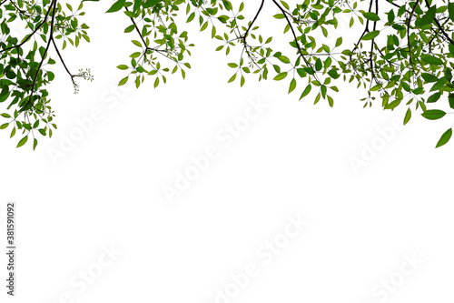 green leaves frame isolated on white background