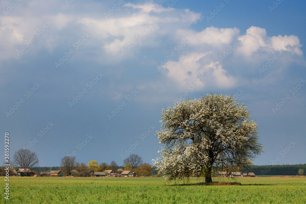 Naklejka premium lonely flowering tree in a field against a blue sky
