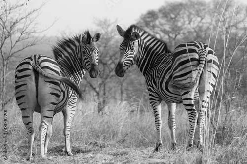 Zebras in kruger park