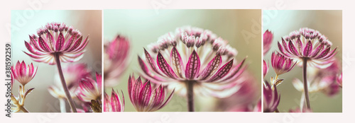 Panel kuchenny z motywem Astrantia Star of Fire