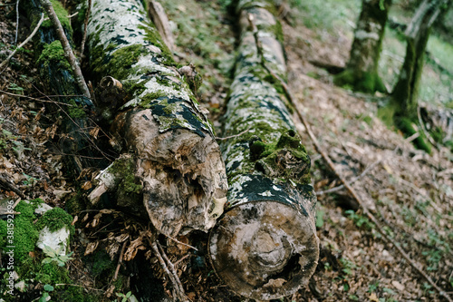 Felled tree trunks in the forest on the descent on dry leaves.