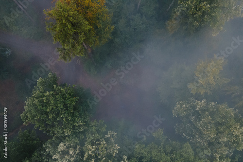 Wundersch  ner Wald im Nebel