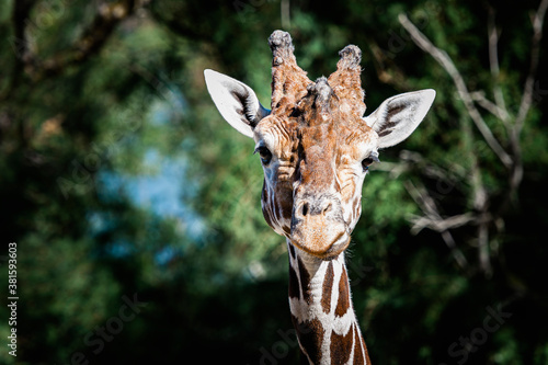 Portrait d'une girafe réticulée avec une tête marrante © PicsArt