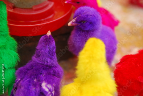 colorful chicks inside the cage © aidil