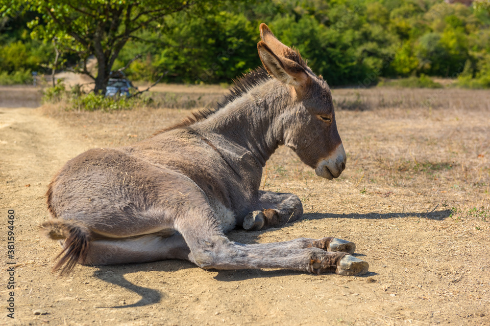 donkey 4 months old with pleasure lying on the ground donkey 4 months old with pleasure lying on the ground