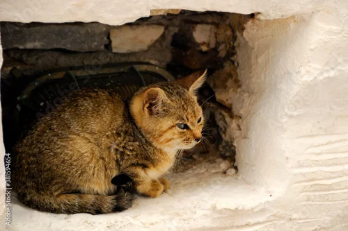 Obraz koty u stóp monastyru Hozoviotissa na wyspie Amorgos