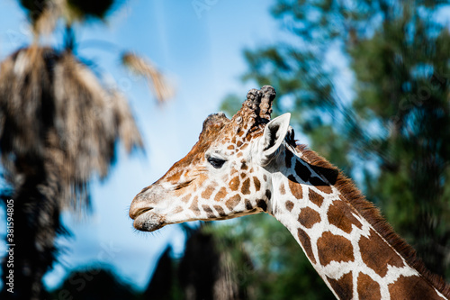 Photography Portrait d'une girafe réticulée avec une tête marrante