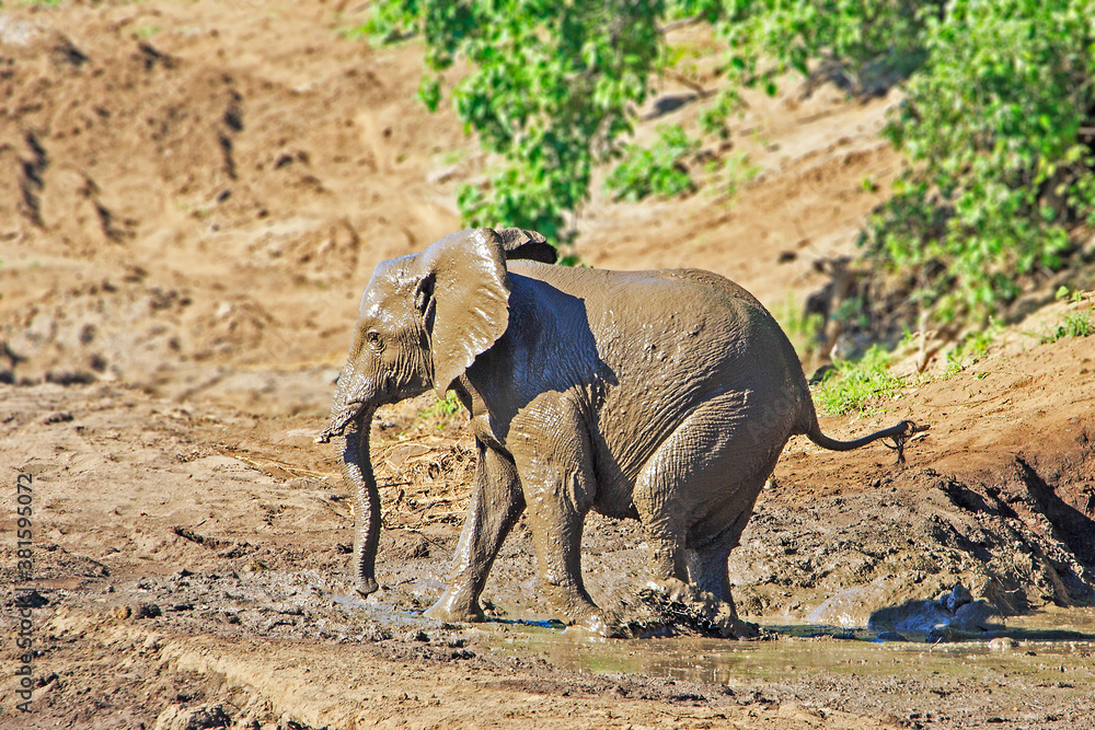 Fototapeta premium Elephant after mud