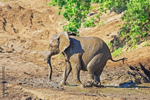 Elephant after mud © Aberson