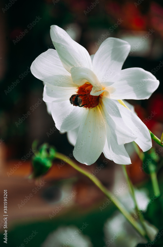 Fototapeta premium Large white flower and a bee that collects pollen 