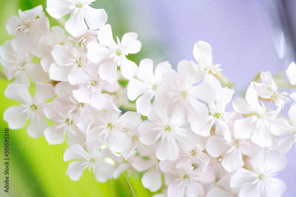 Fototapeta premium 白い花