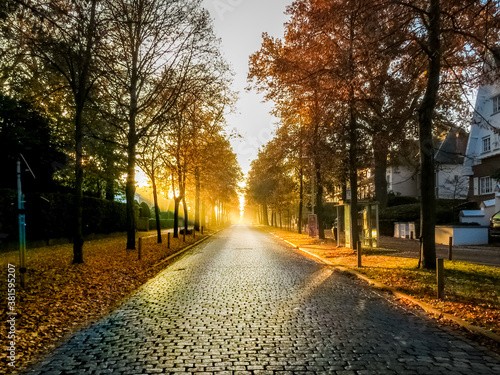 empty suburb street lined by trees on a sunny autumn day at sunset or sunrise