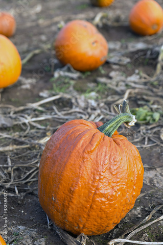 Halloween pumpkin in field surrounded by pumpkins 