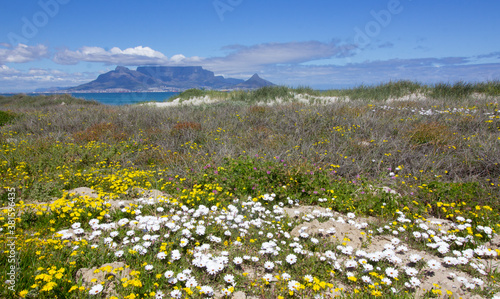 Wildflowers growing on the beach in Cape Town