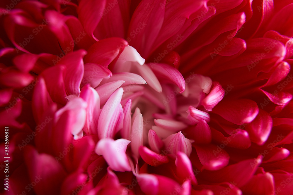 Chrysanthemum pink flower close-up macro shot . High quality photo