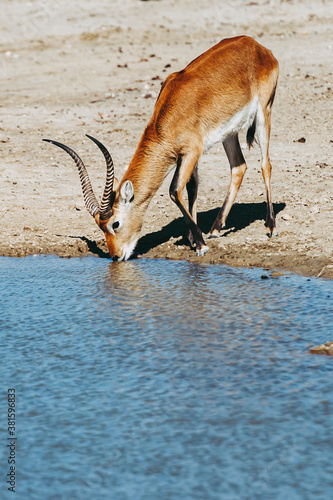 Springbok ou antilope à ressorts - Antidorcas marsupialis	 photo