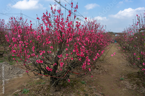 Peach flowers in the garden in blossoming time photo