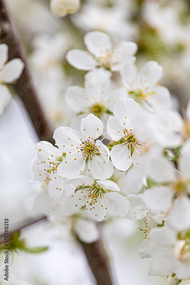 White cherry blossoms close-up. Postcard with the image of spring flowers