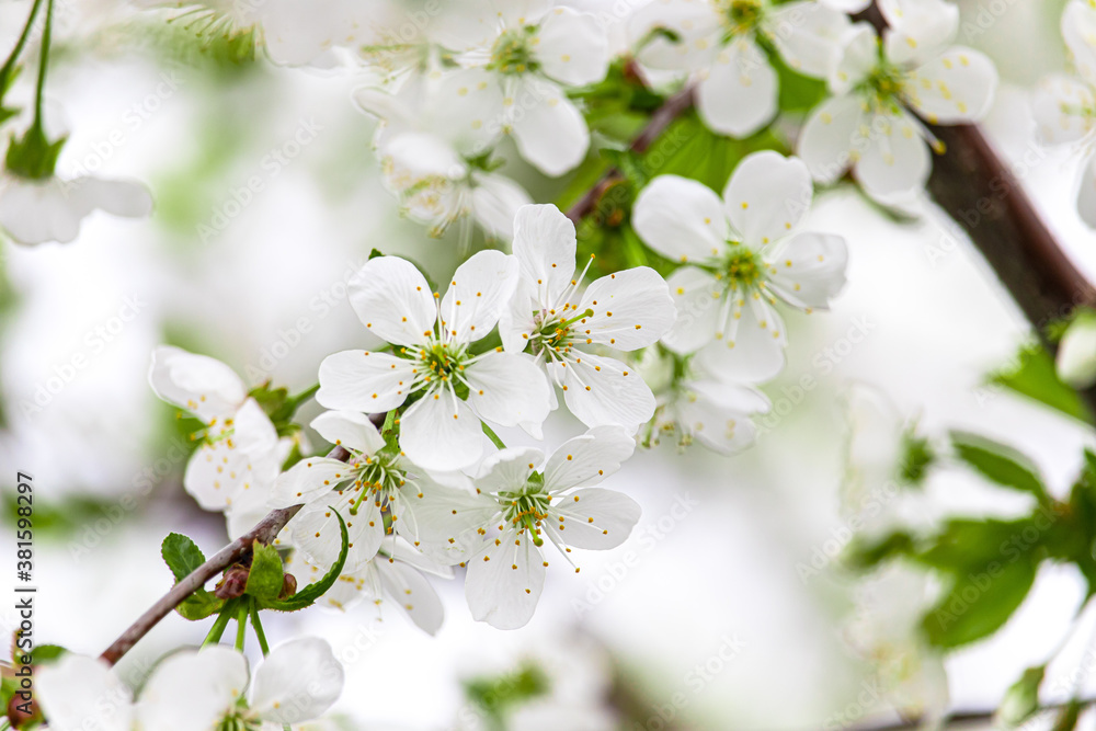 Fototapeta premium White cherry blossoms close-up. Postcard with the image of spring flowers