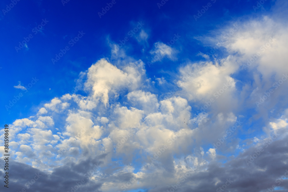 Four birds flying at morning sky