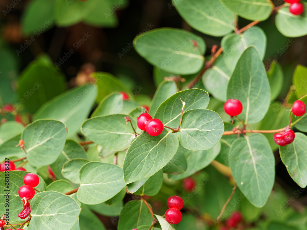 Lonicera xylosteum | Rote Heckenkirsche in Herbst Lonicera xylosteum | Rote Heckenkirsche in Herbst