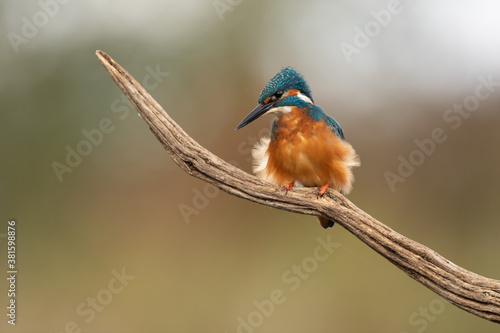 Young Male Kingfisher with ruffled chest feathers perched on a branch with mottled background. 