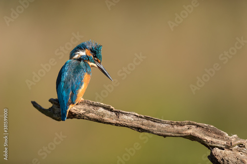 Young Male Common Kingfisher with ruffled feathers on his head perched on a branch looking down to fish. 