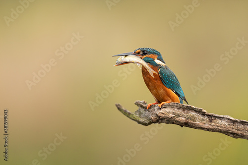 Female Common Kingfisher perched on a branch with a fish in beak and a golden background. 