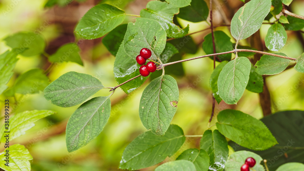 (Lonicera xylosteum) Kleine rote kugelförmige Früchte an weichen hellbraunen Zweigen von Rote Heckenkirsche oder Gewöhnliche Heckenkirsche (Lonicera xylosteum) Kleine rote kugelförmige Früchte an weichen hellbraunen Zweigen von Rote Heckenkirsche oder Gewöhnliche Heckenkirsche