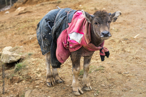 Young water buffalo with clothes during the coldest days in mountainous region in Vietnam