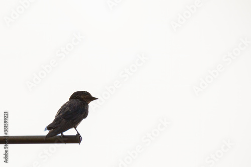 swallow bird isolated on white background © ZAIRIAZMAL