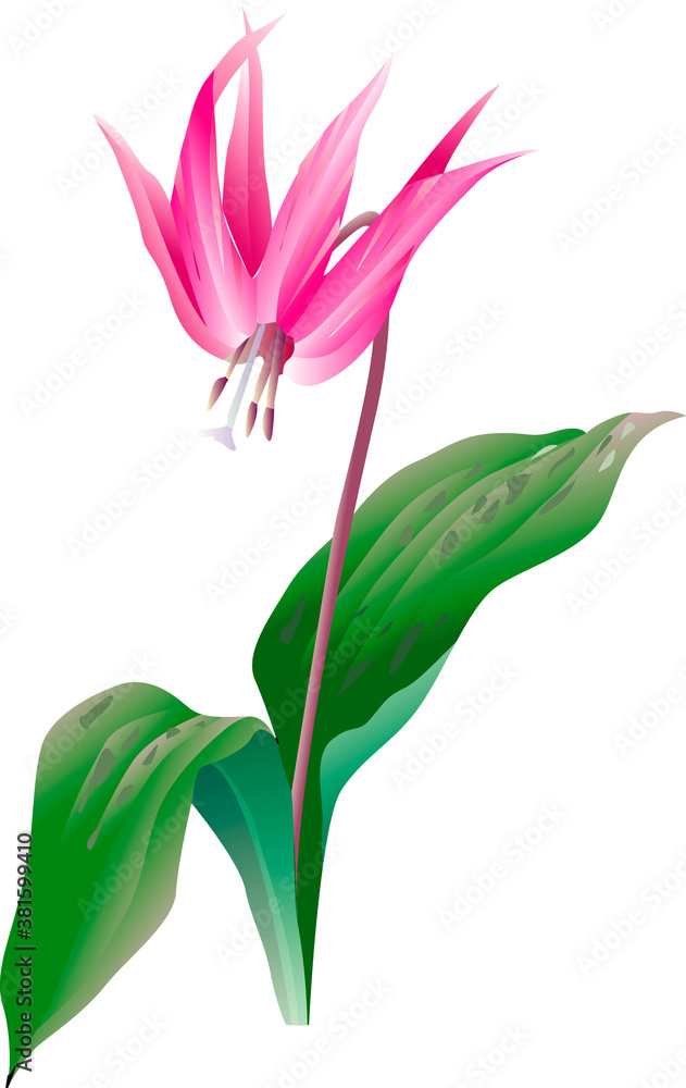 Fototapeta premium かたくり