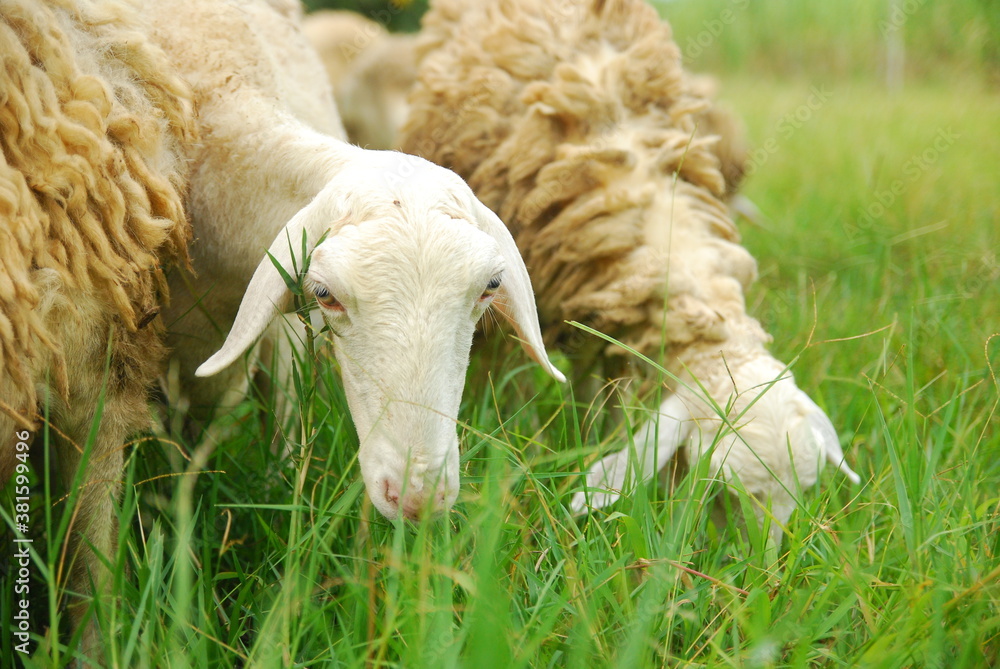 Naklejka premium some sheep in the fields 