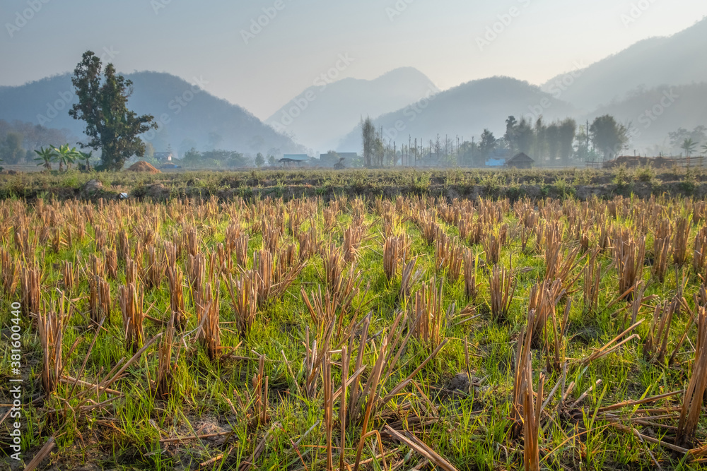 Rice field after harvest close-up against the background of mountains in the haze. Typical landscape of northern Thailand Rice field after harvest close-up against the background of mountains in the haze. Typical landscape of northern Thailand