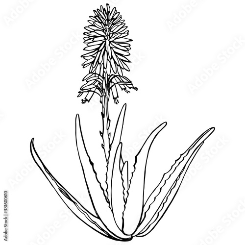 Aloe Vera plant and flowers on white Background. Graphic illustration agave, aloe vera, succulent, green plant. Botanical graphic illustration of Aloe Vera.