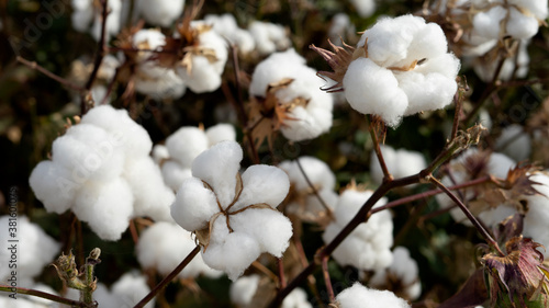 Cotton field background ready for harvest.