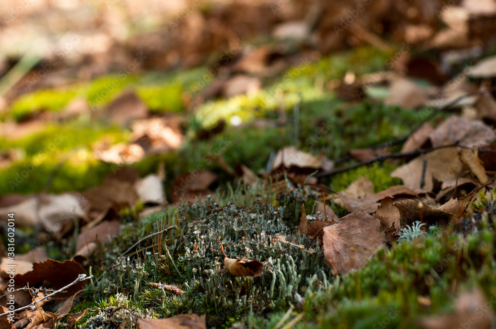 Autumn forest with lichens and moss, fallen leaves in the foreground, background with bokeh effect. Autumn forest with lichens and moss, fallen leaves in the foreground, background with bokeh effect.