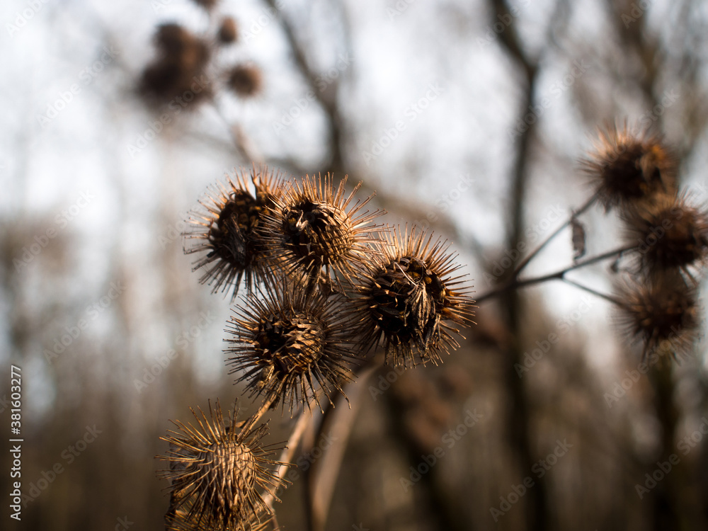 Obraz premium Barbs on the bushes in winter