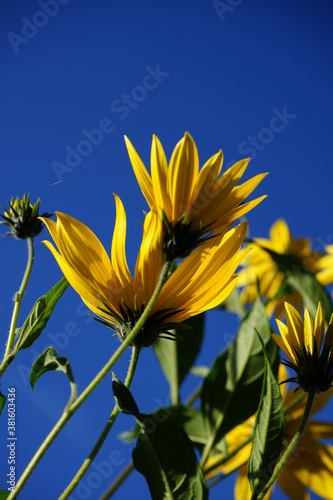 lem artichoke (Helianthus tuberosus), also called sunroot, sunchoke, or earth apple, ... In other words, English speakers would have corrupted 