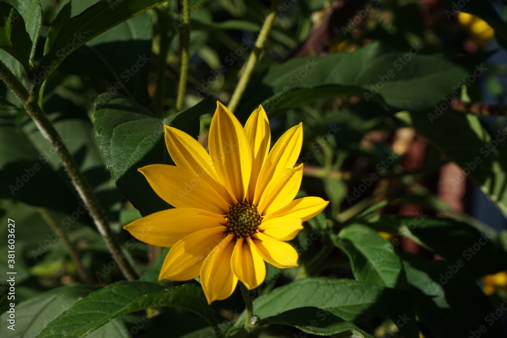 lem artichoke (Helianthus tuberosus), also called sunroot, sunchoke, or earth apple, ... In other words, English speakers would have corrupted lem artichoke (Helianthus tuberosus), also called sunroot, sunchoke, or earth apple, ... In other words, English speakers would have corrupted