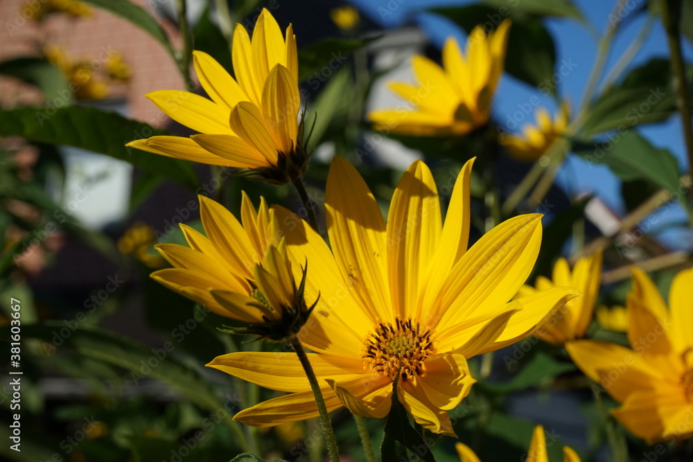 Obraz premium lem artichoke (Helianthus tuberosus), also called sunroot, sunchoke, or earth apple, ... In other words, English speakers would have corrupted 